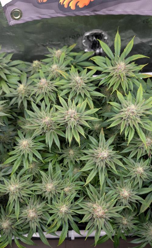 First Mineral Grow. Week 12 - 13.12.2025 – BT41