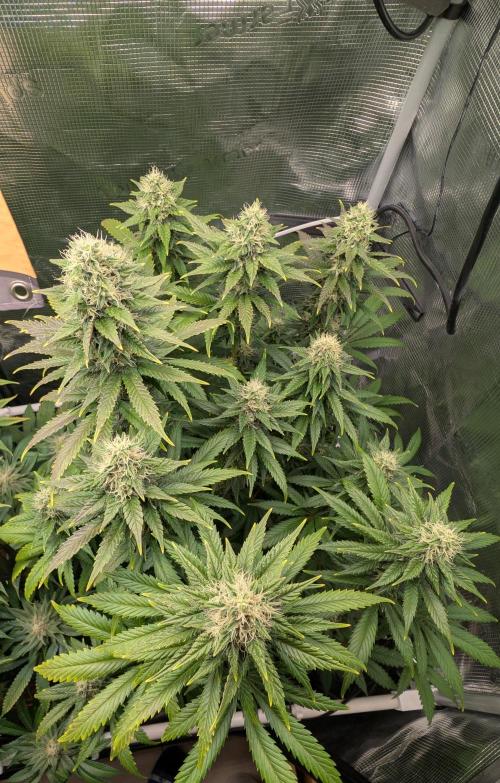 First Mineral Grow. Week 12 - 13.12.2025 – BT41