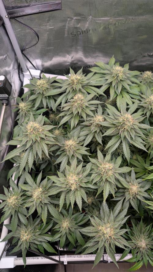 First Mineral Grow. Week 12 - 13.12.2025 – BT41