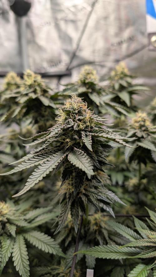 First Mineral Grow. Week 13 - 16.12.2026-BT44