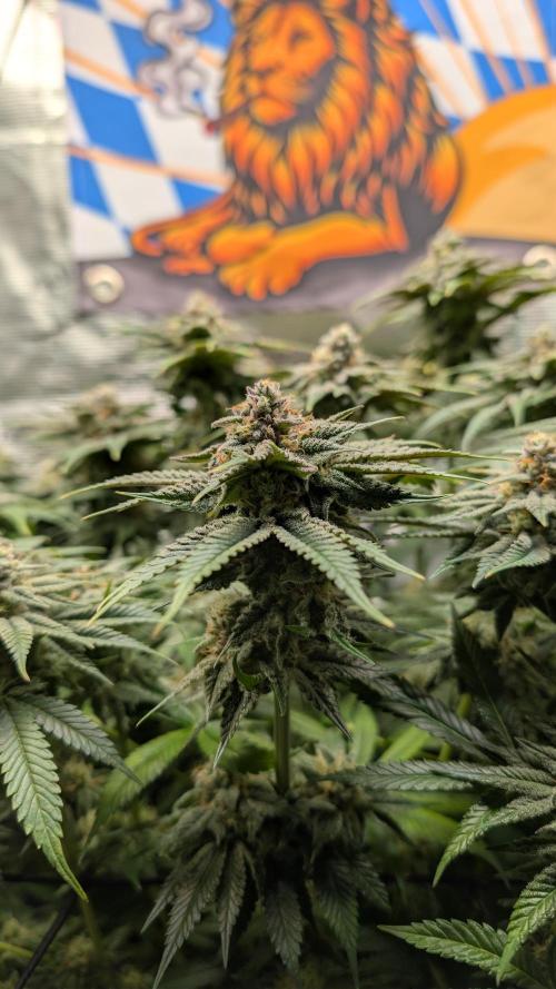 First Mineral Grow. Week 13 - 16.12.2026-BT44