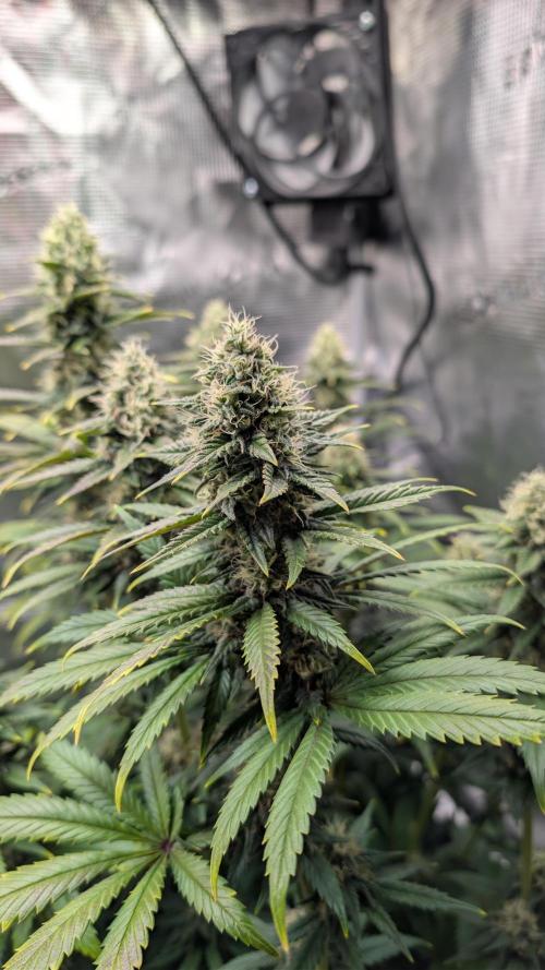 First Mineral Grow. Week 13 - 16.12.2026-BT44