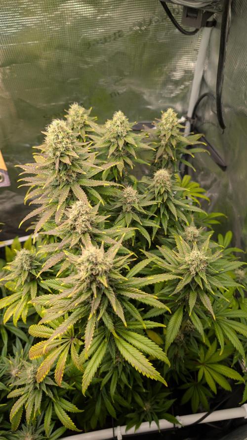 First Mineral Grow. Week 14 - 22.12.2025-BT50