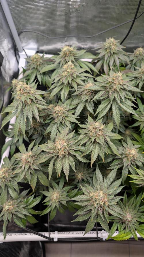 First Mineral Grow. Week 14 - 22.12.2025-BT50