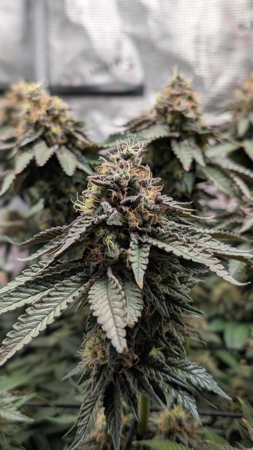 First Mineral Grow. Week 14 - 26.12.2025-BT54