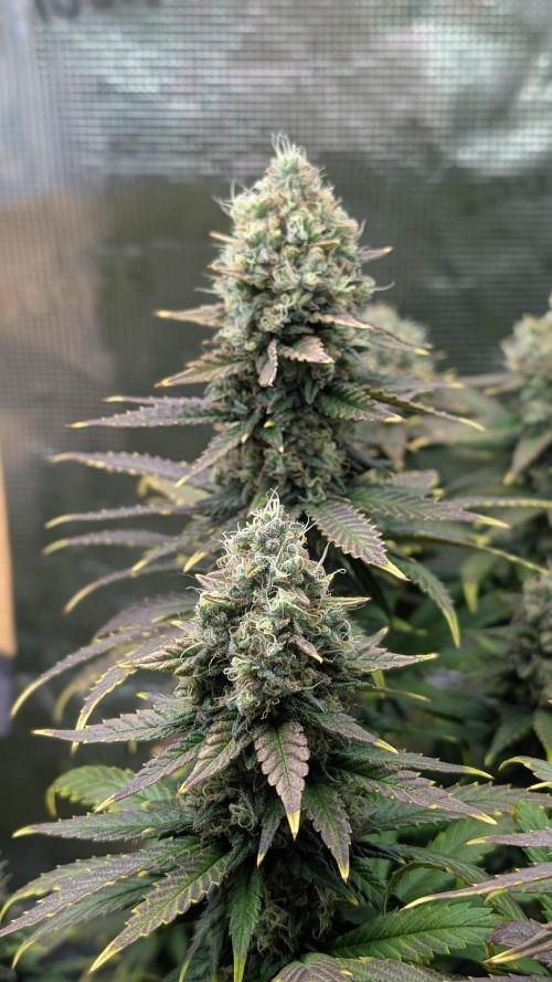 First Mineral Grow. Week 14 - 26.12.2025-BT54