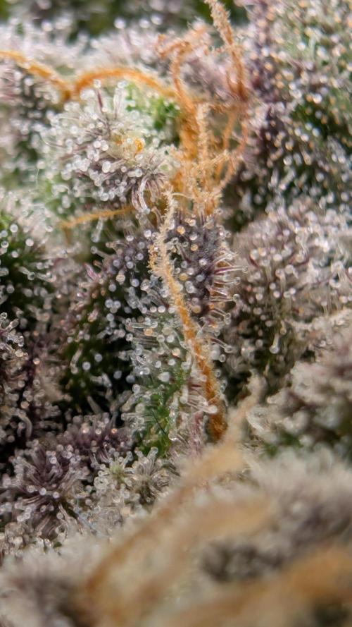 First Mineral Grow. Week 14 - 26.12.2025-BT54