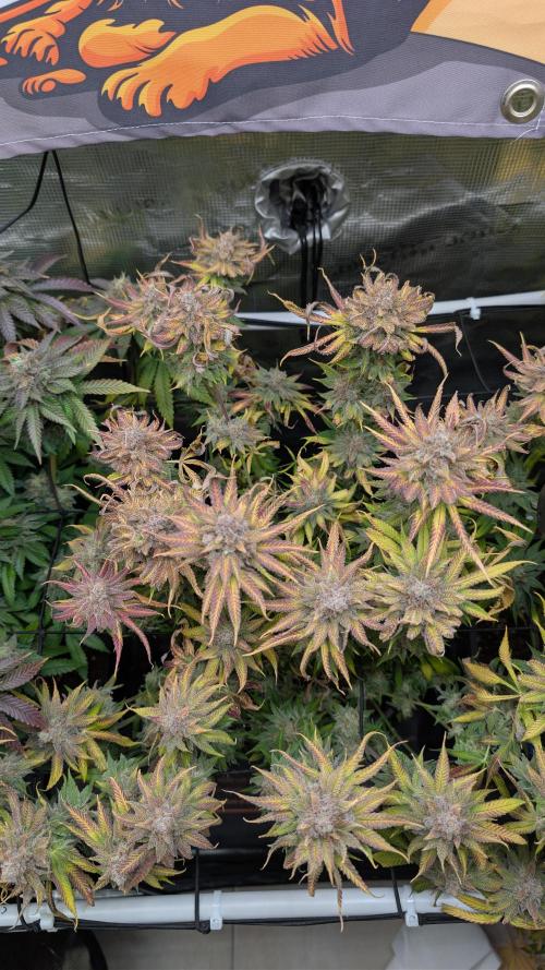 First Mineral Grow. Week 16 - 03.01.2026-BT62