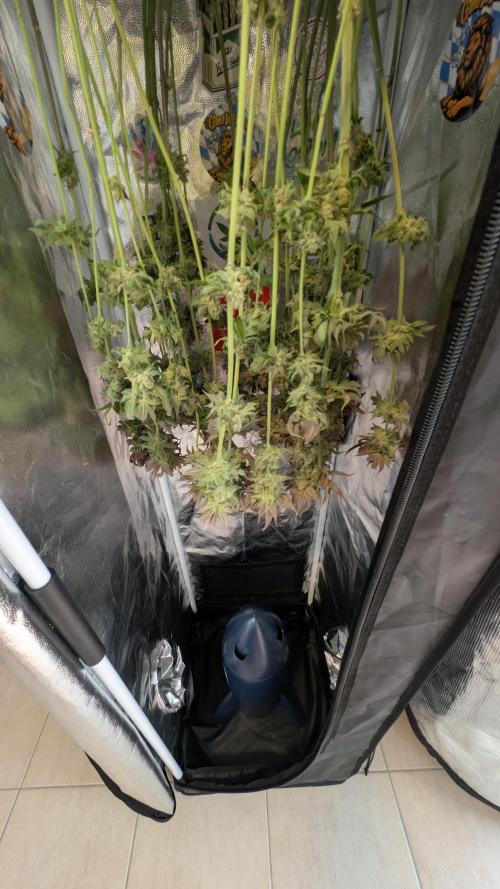 First Mineral Grow. Week 16 - 03.01.2026-BT62