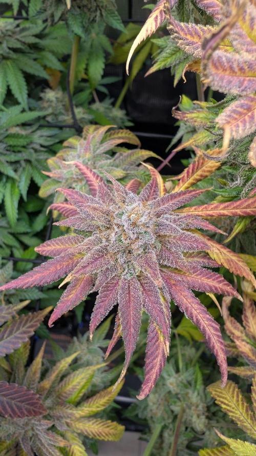 First Mineral Grow. Week 16 - 03.01.2026-BT62