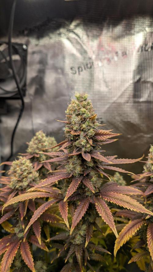 First Mineral Grow. Week 16 - 06.01.2025-Tag 65