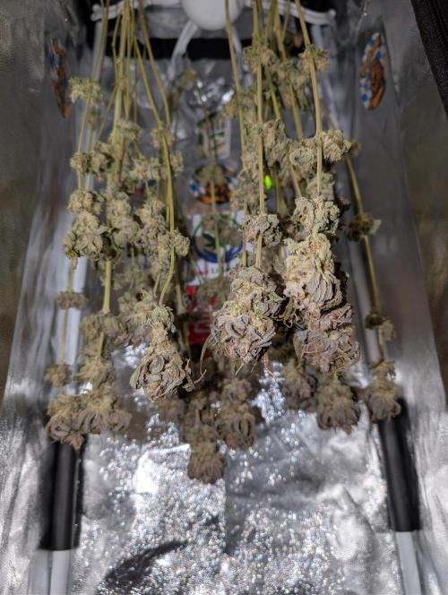 First Mineral Grow. Week 16