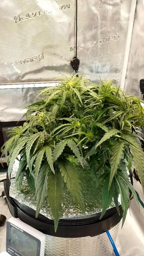Wurlz F1 Auto Zamnesia Hydroponic