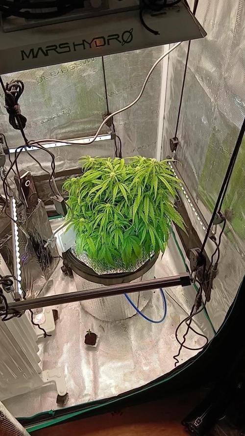 Wurlz F1 Auto Zamnesia Hydroponic