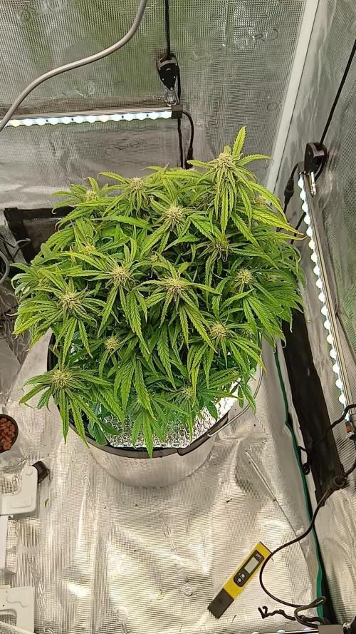 Wurlz F1 Auto Zamnesia Hydroponic