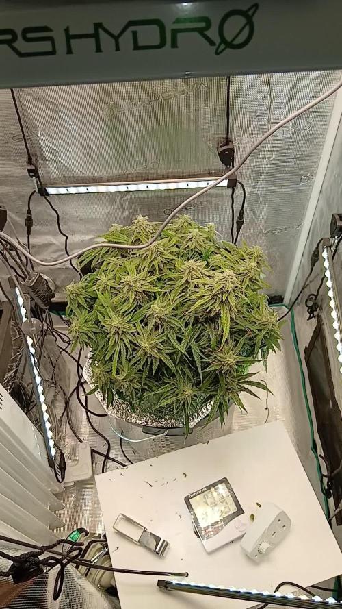 #1. Wurlz F1 Auto Zamnesia DWC TS1000