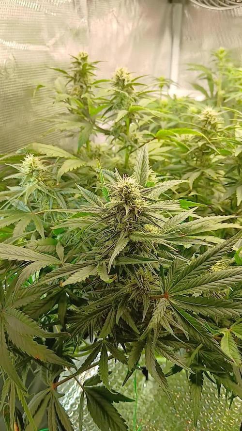 4 fastbuds auto in marshydro 2.7x2.7