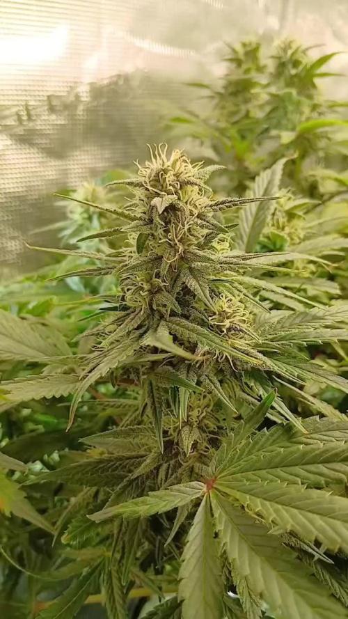 4 fastbuds auto in marshydro 2.7x2.7