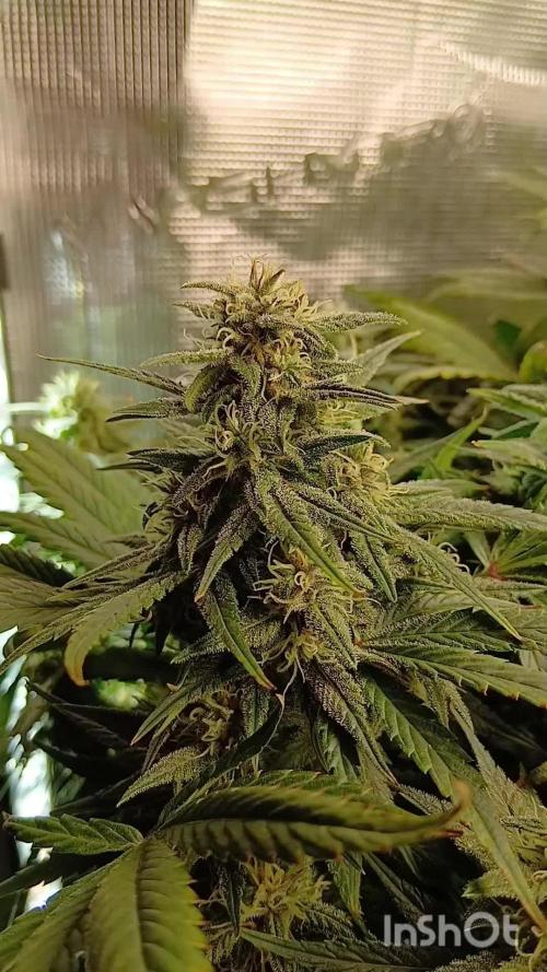4 fastbuds auto in marshydro 2.7x2.7