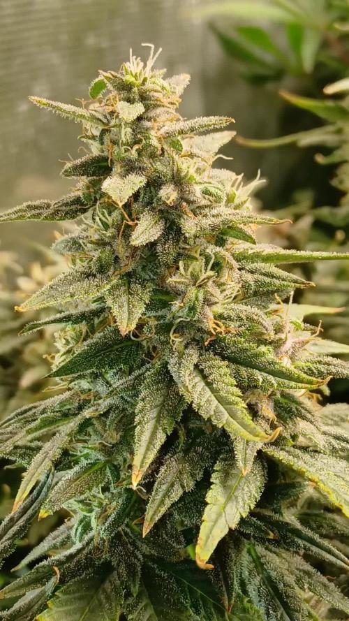 4 fastbuds auto in marshydro 2.7x2.7