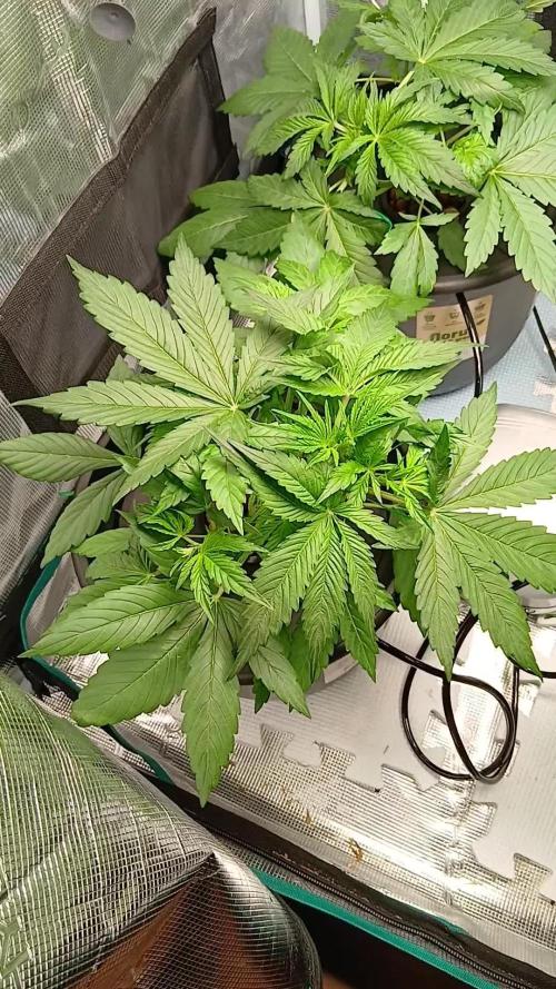 Pineapple 🍍 Express F1 Floraflex DWC