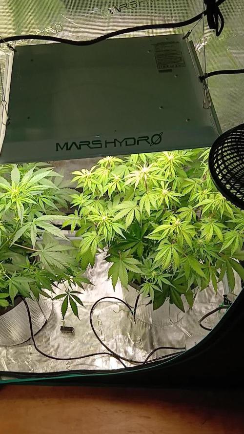 3 Purple Haze, 1 Ztrawberriez, All Fast Buds Auto