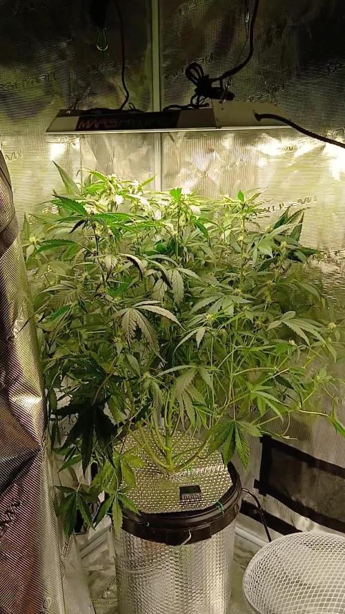 3 Purple Haze, 1 Ztrawberriez, All Fast Buds Auto