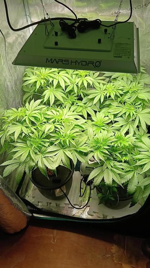 Pineapple 🍍 Express F1 DWC