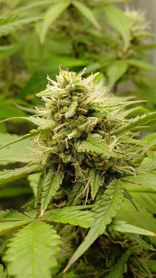 Purple Haze Ztrawberriez Fast Buds