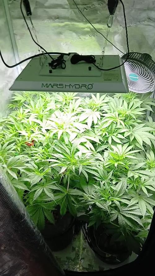 Pineapple 🍍 Express F1 DWC