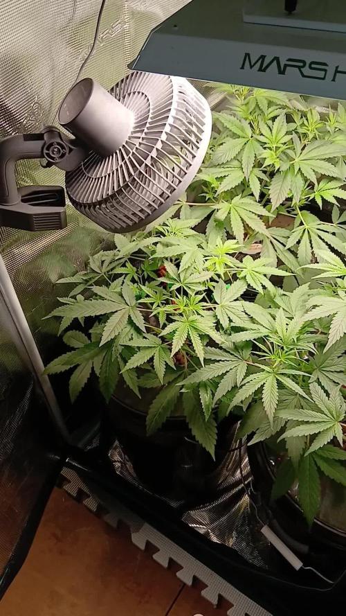 Apple Strudel  Fast Buds