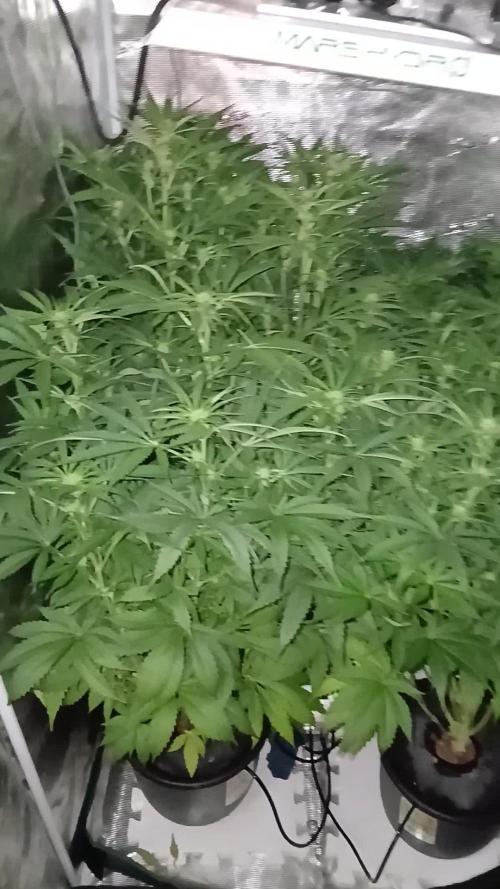 Pineapple 🍍 Express F1 DWC