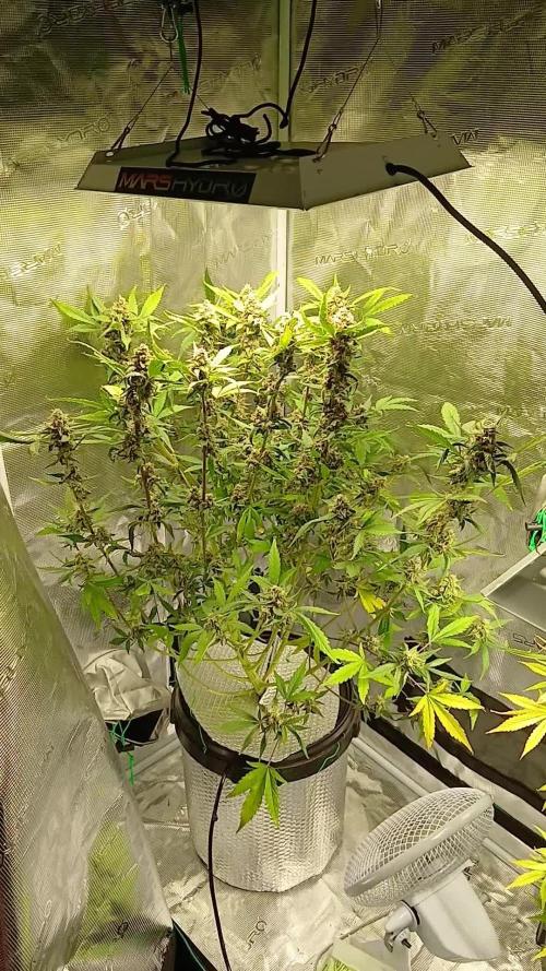 Purple Haze Ztrawberriez Fast Buds