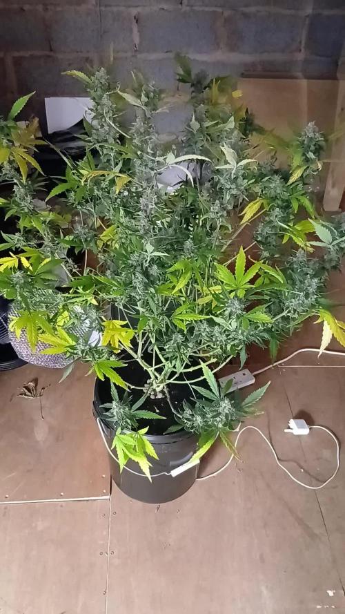 Purple Haze Ztrawberriez Fast Buds