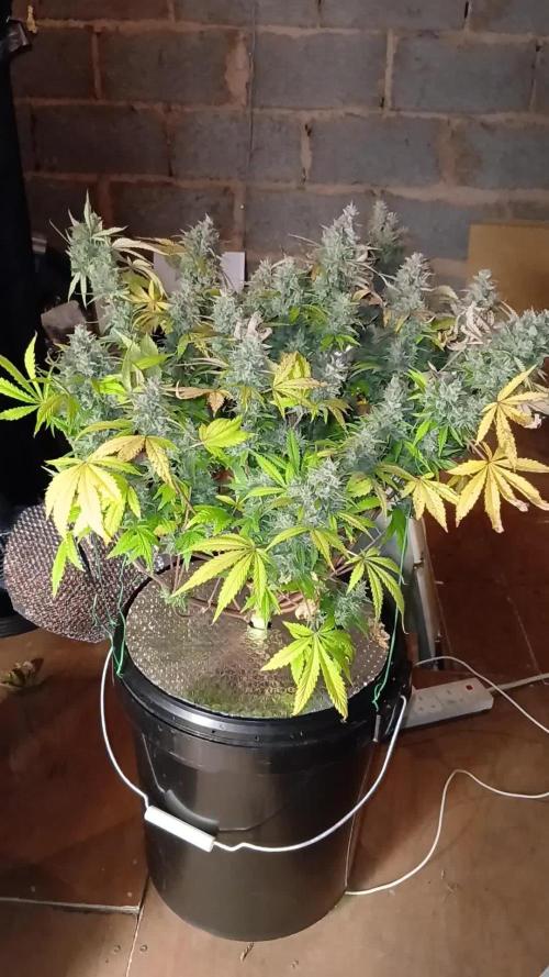 Purple Haze Ztrawberriez Fast Buds
