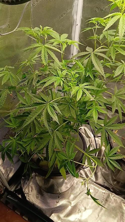 Apple Strudel  Fast Buds