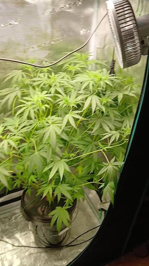 Z-up Fast Buds