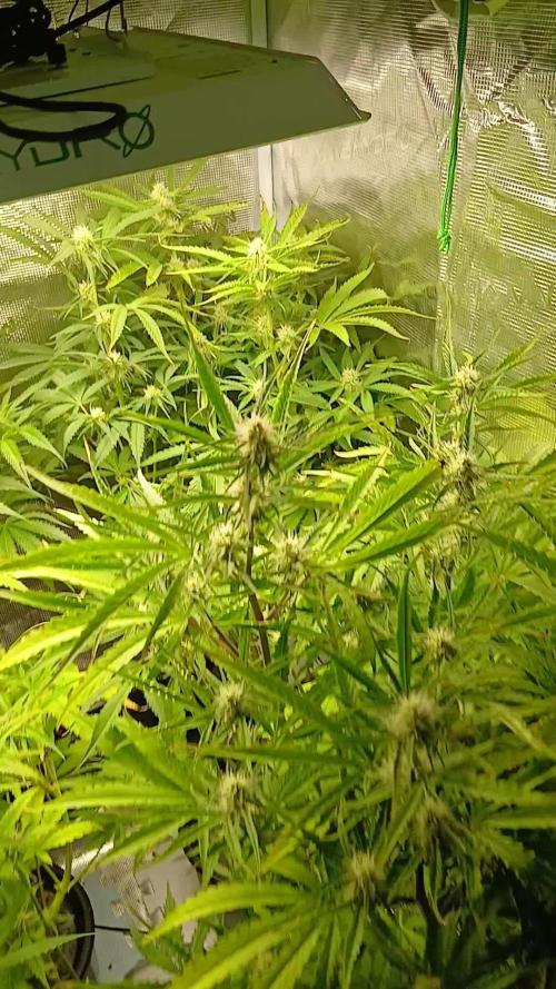 Pineapple 🍍 Express F1 DWC