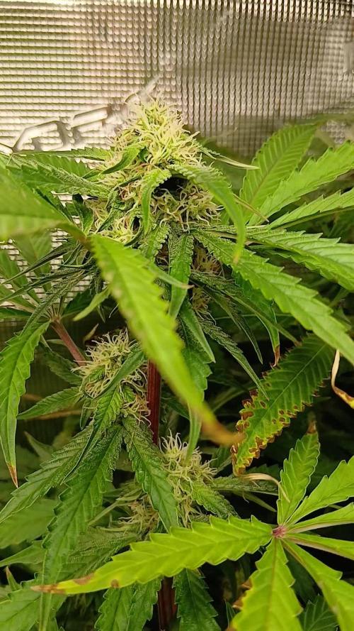 Pineapple 🍍 Express F1 DWC