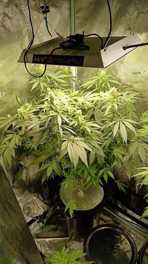 Frostbanger Fast Buds