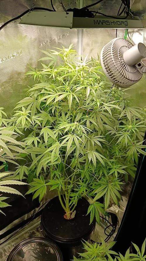 Z-up Fast Buds