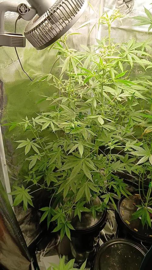 Apple Strudel  Fast Buds