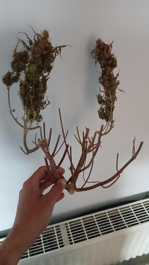 Purple Haze Ztrawberriez Fast Buds