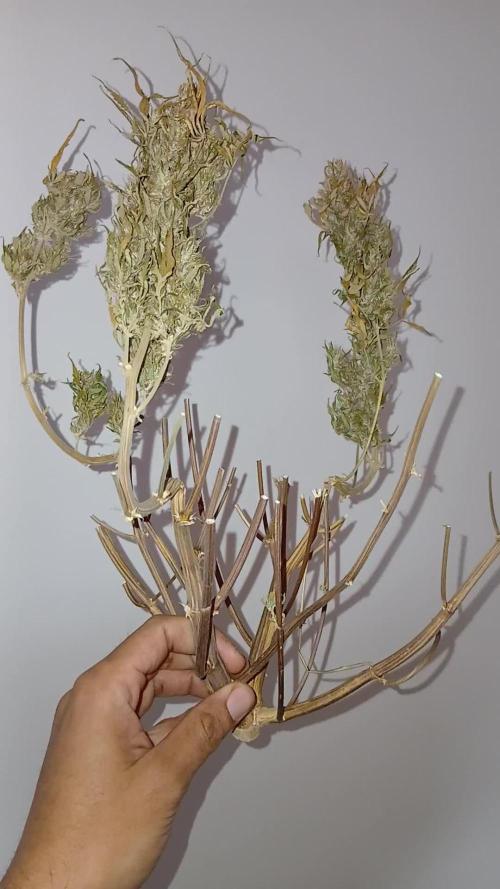 Purple Haze Ztrawberriez Fast Buds