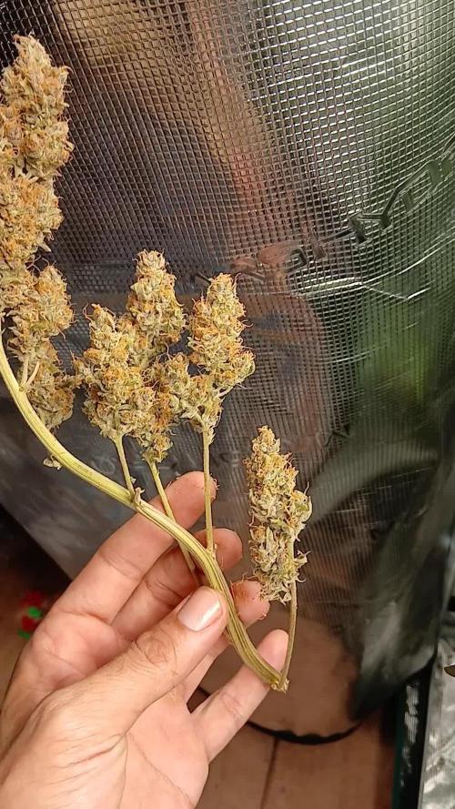 Purple Haze Ztrawberriez Fast Buds