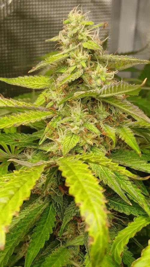 Pineapple 🍍 Express F1 DWC TS1000