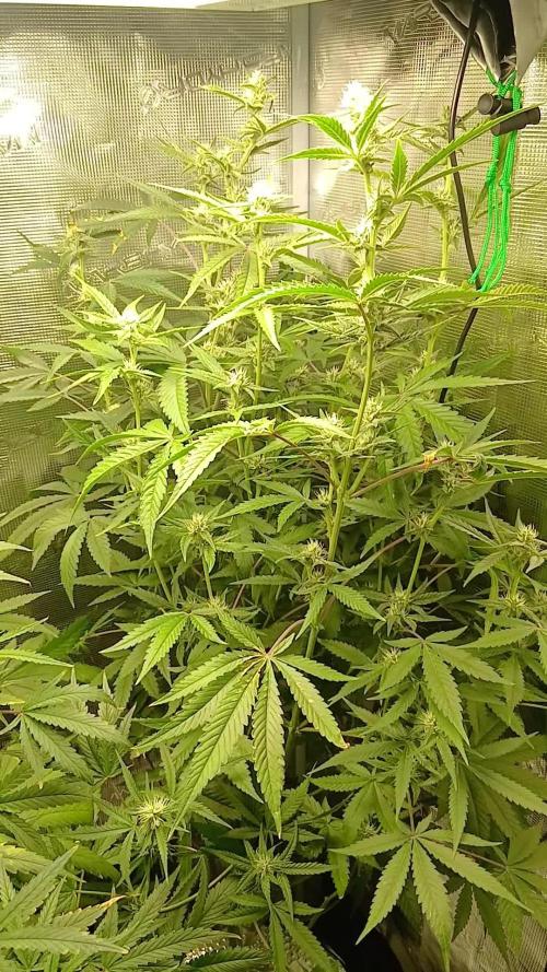 Apple Strudel  Fast Buds