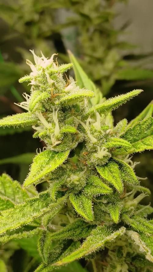 #8. Apple Strudel  Fast Buds