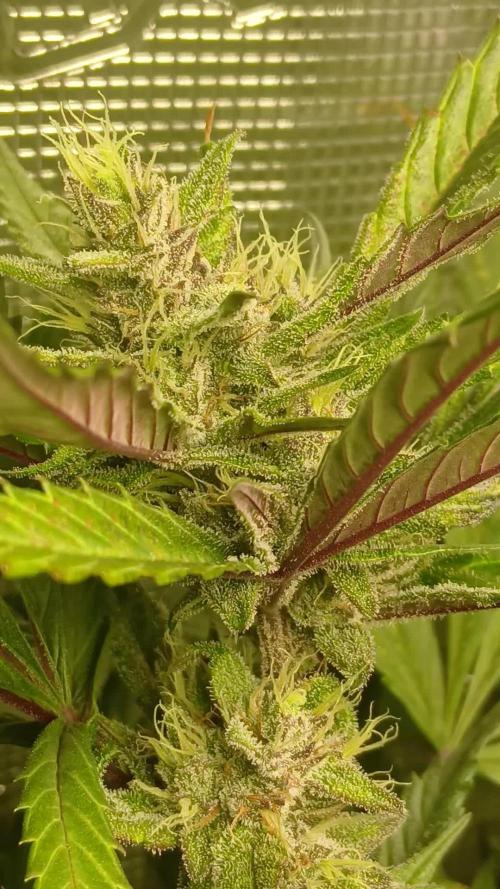 Guava Auto Fast Buds