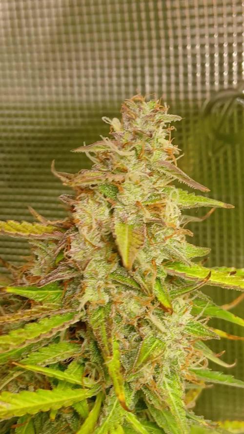 4. Pineapple 🍍 Express F1 DWC TS1000